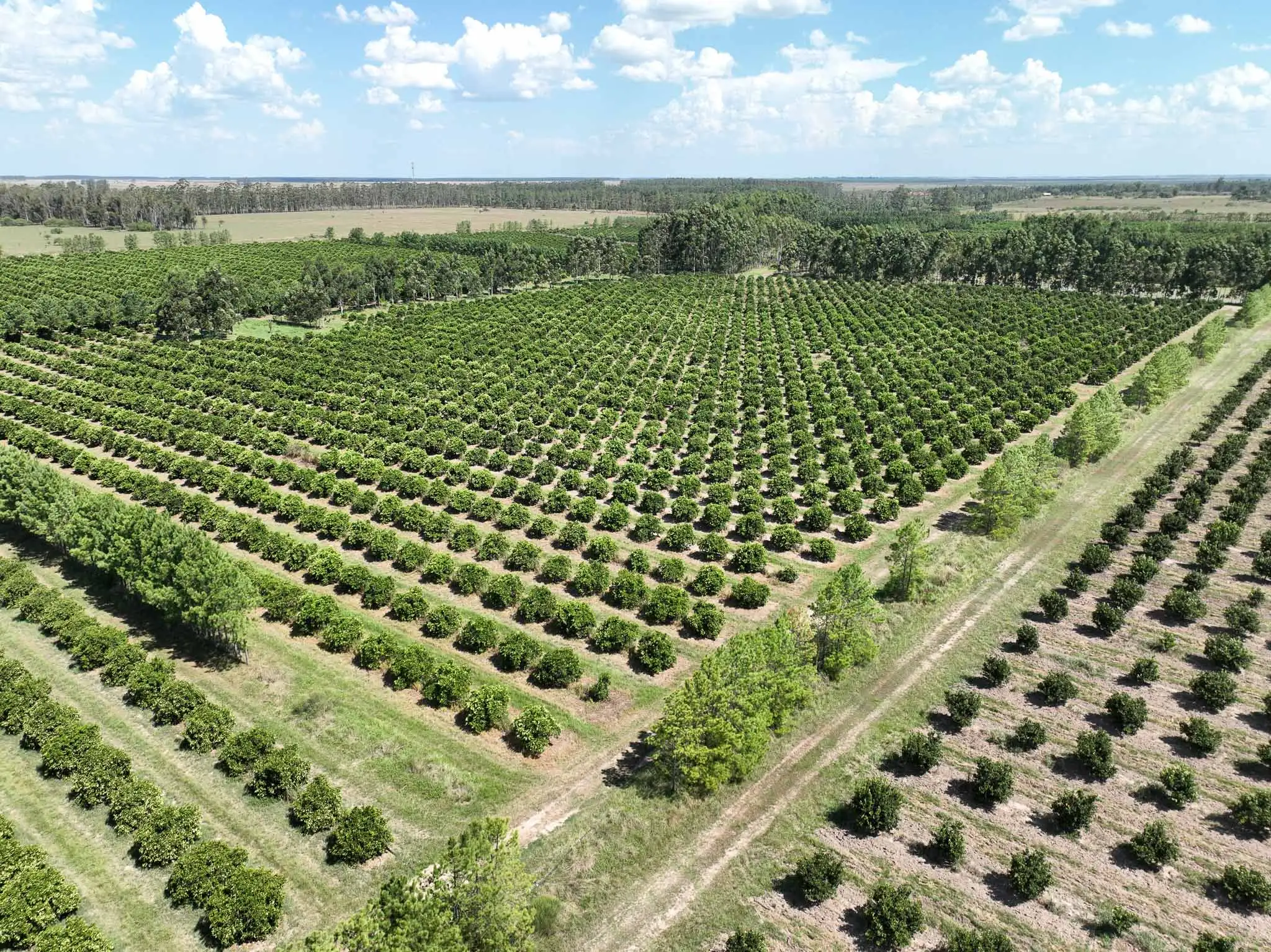 La Joya Agro - Campo