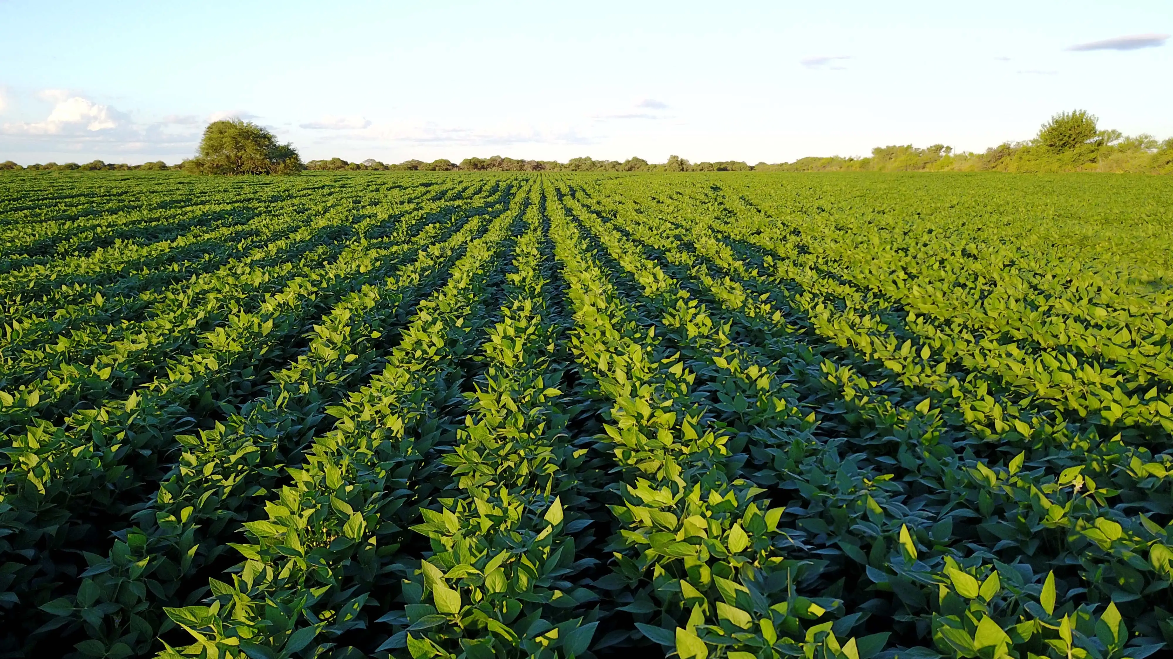 La Joya Agro - Campo